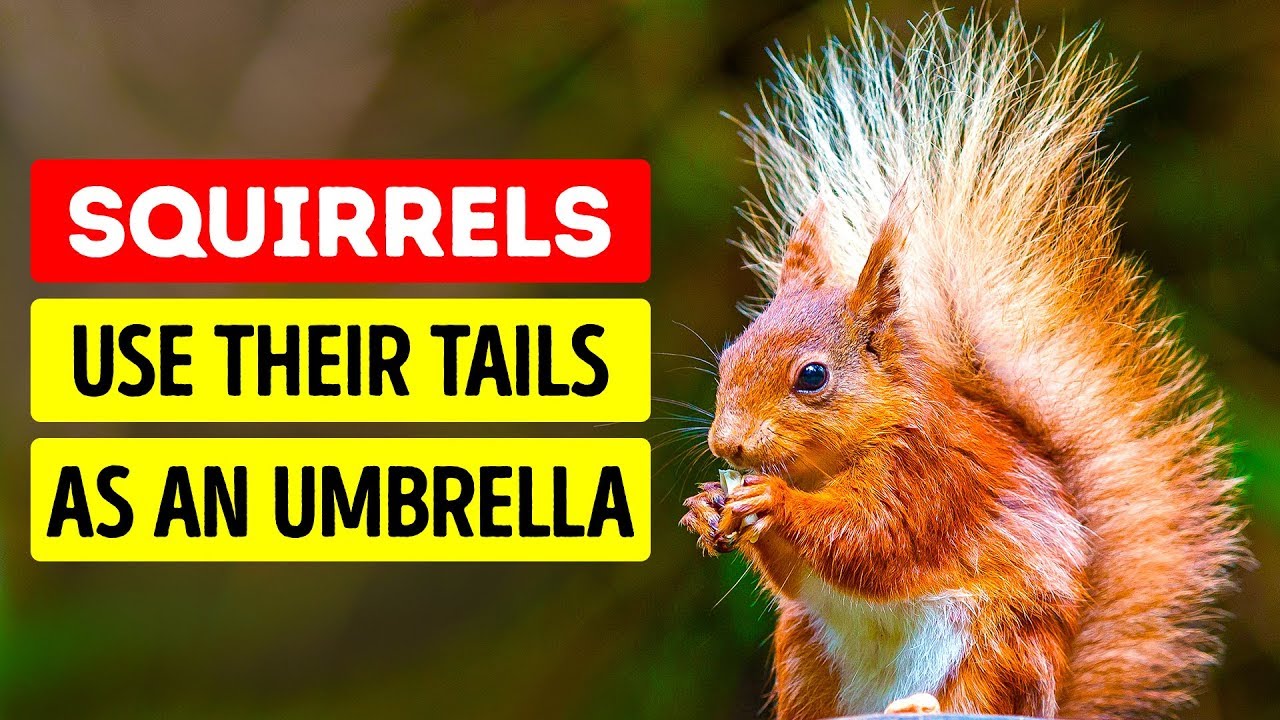 50 cute animal facts that will melt your heart | Amazing Science Facts